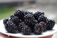Load image into Gallery viewer, BlackBerry Bone Builder (BBB)
